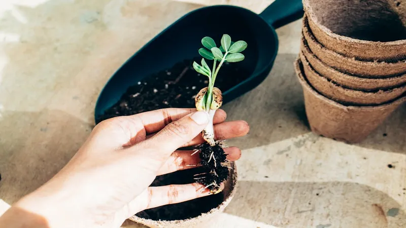 Manos plantando plántulas en jardín casero en mañana