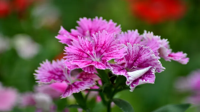 Ideas para Jardines Pequeños: Transforma Tu Espacio en 1 Día