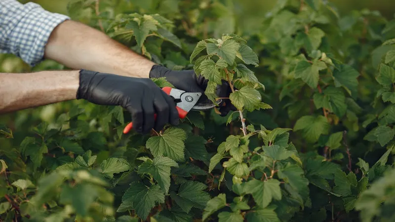 Manos con guantes podando hojas y flores en jardín