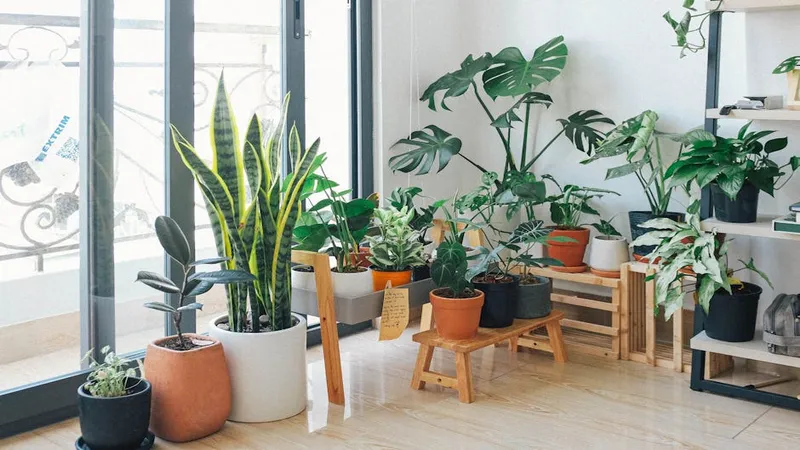 Plantas de Interior Fáciles de Cuidar: Top 15 para Principiantes