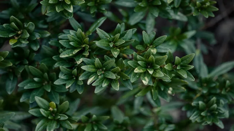 Pulgón en las Plantas: 7 Remedios Caseros Fáciles y Efectivos